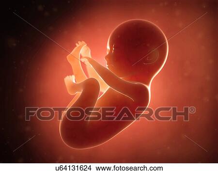 Stock Illustration - Human fetus at 6 months, illustration. Fotosearch