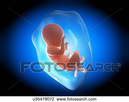 Drawing - Human fetus at 7 months, illustration. Fotosearch