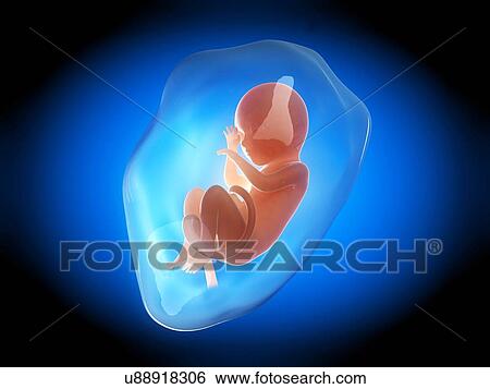 Human fetus at 7 months, illustration View Large Illustration Stock Illustration - Human fetus at 7 months, illustration. Fotosearch