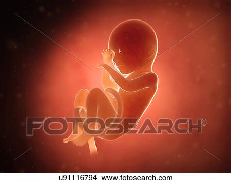 Human fetus at 7 months, illustration View Large Illustration Stock Illustration - Human fetus at 7 months, illustration. Fotosearch