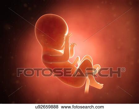 Human fetus at 7 months, illustration View Large Illustration Stock Illustration - Human fetus at 7 months, illustration. Fotosearch