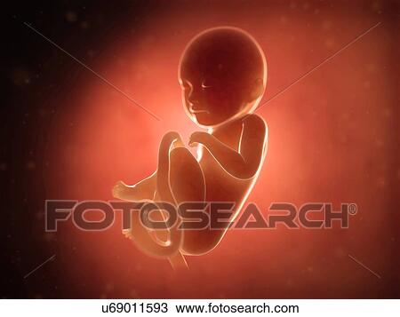 Human fetus at 8 months, illustration View Large Illustration Drawing - Human fetus at 8 months, illustration. Fotosearch