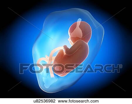 Human fetus at 8 months, illustration View Large Illustration Drawing - Human fetus at 8 months, illustration. Fotosearch