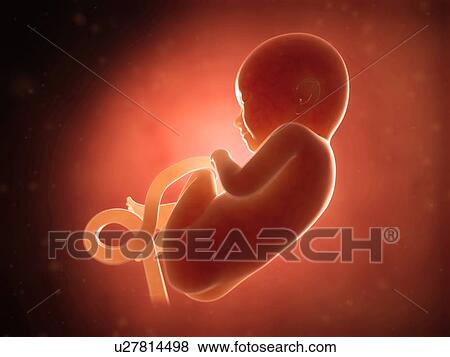 Stock Illustration - Human fetus at 8 months, illustration. Fotosearch