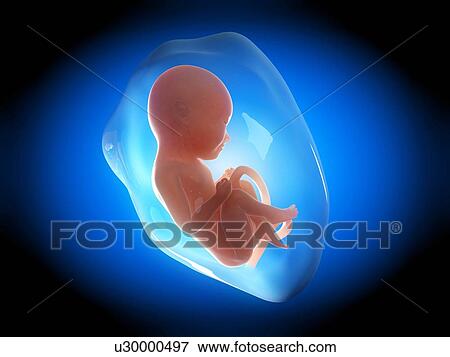 Stock Illustration - Human fetus at 8 months, illustration. Fotosearch
