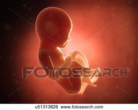 Stock Illustration - Human fetus at 8 months, illustration. Fotosearch