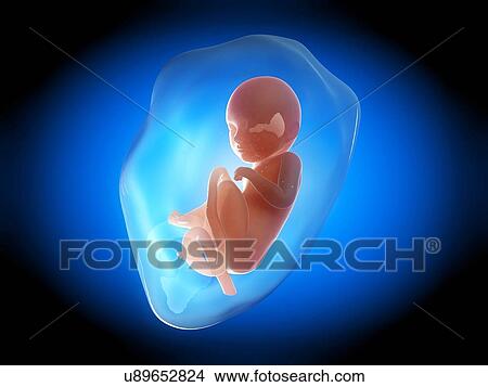 Stock Illustration - Human fetus at 8 months, illustration. Fotosearch
