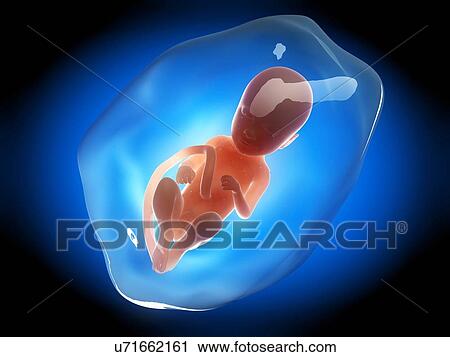 Human fetus at 9 months, illustration View Large Illustration Clip Art - Human fetus at 9 months, illustration. Fotosearch