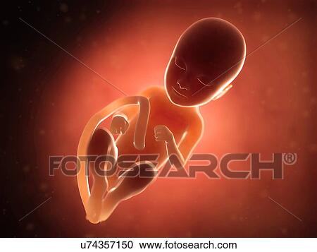 Human fetus at 9 months, illustration View Large Illustration Clipart - Human fetus at 9 months, illustration. Fotosearch