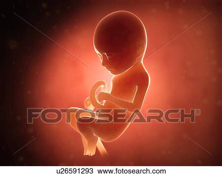 Drawing - Human fetus at 9 months, illustration. Fotosearch