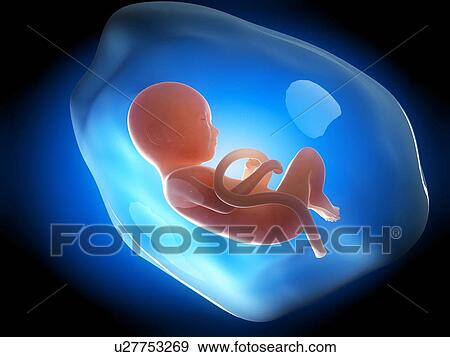 Human fetus at 9 months, illustration View Large Illustration Stock Illustration - Human fetus at 9 months, illustration. Fotosearch
