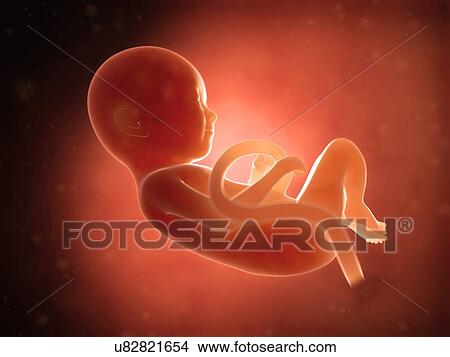 Stock Illustration - Human fetus at 9 months, illustration. Fotosearch