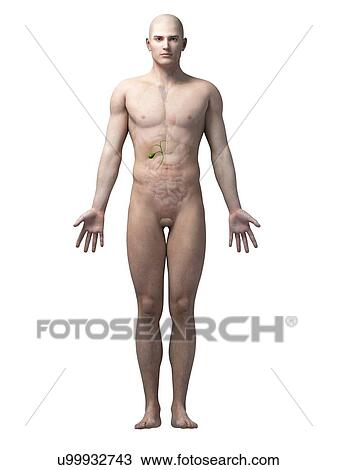 Human gall bladder, illustration View Large Illustration Drawing - Human gall bladder, illustration. Fotosearch