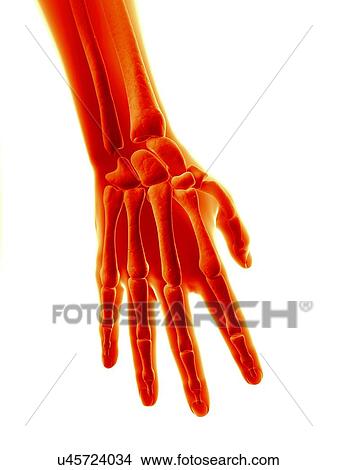 Human hand bones, illustration View Large Illustration Stock Illustration - Human hand bones, illustration. Fotosearch
