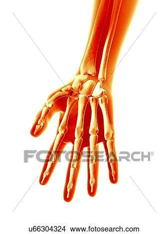 Human hand bones, illustration View Large Illustration Stock Illustration - Human hand bones, illustration. Fotosearch