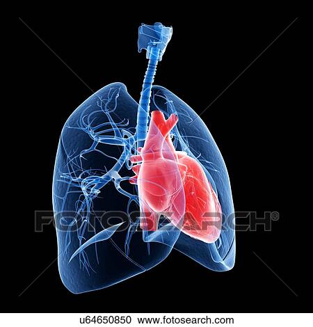 Clipart - Human heart and lungs, illustration. Fotosearch