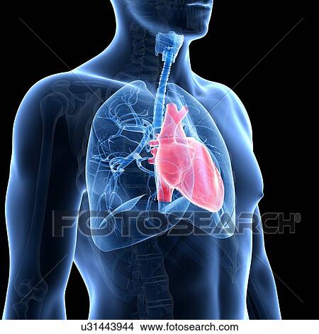 Stock Illustration - Human heart and lungs, illustration. Fotosearch