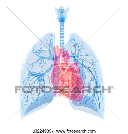 Human heart and lungs, illustration View Large Illustration Stock Illustration - Human heart and lungs, illustration. Fotosearch