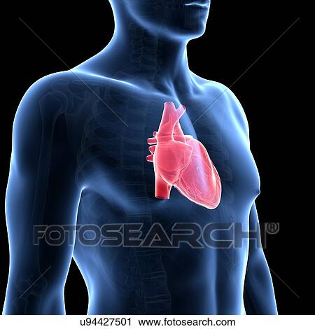 Human heart, illustration View Large Illustration Clip Art - Human heart, illustration. Fotosearch