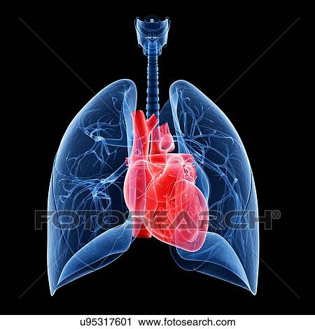 Human heart, illustration View Large Illustration Clip Art - Human heart, illustration. Fotosearch