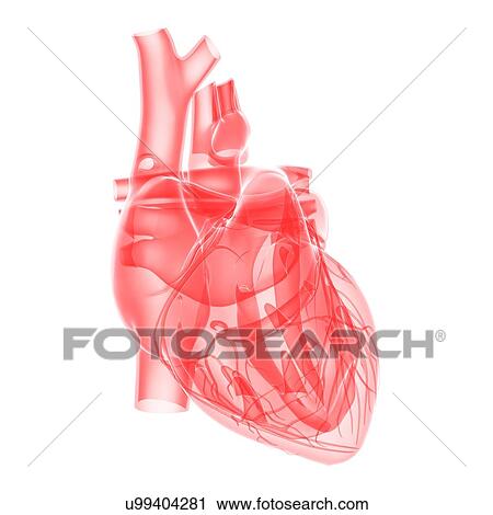 Human heart, illustration View Large Illustration Clip Art - Human heart, illustration. Fotosearch