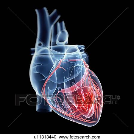 Human heart, illustration View Large Illustration Clipart - Human heart, illustration. Fotosearch