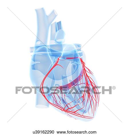 Clipart - Human heart, illustration. Fotosearch
