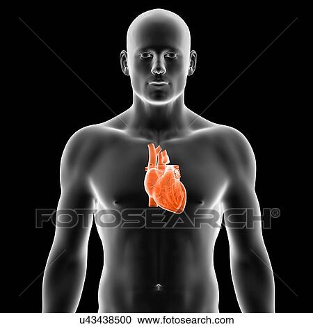Clipart - Human heart, illustration. Fotosearch
