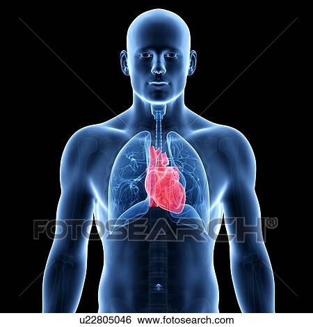 Human heart, illustration View Large Illustration Stock Illustration - Human heart, illustration. Fotosearch