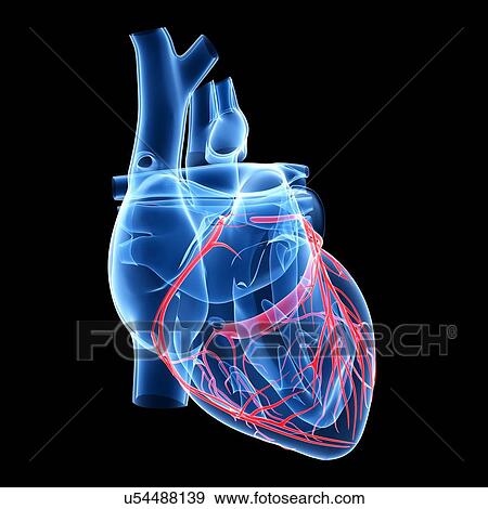 Human heart, illustration View Large Illustration Stock Illustration - Human heart, illustration. Fotosearch