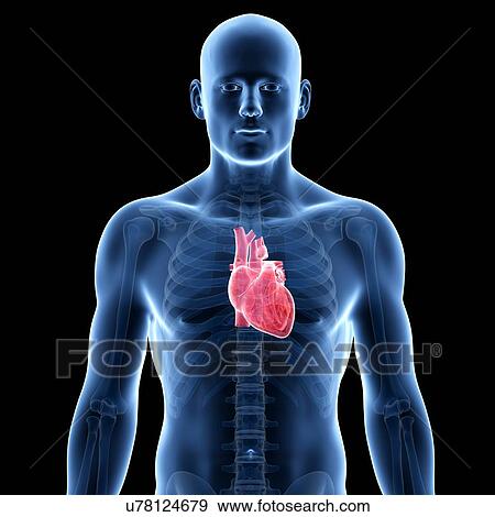 Human heart, illustration View Large Illustration Stock Illustration - Human heart, illustration. Fotosearch