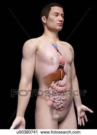 Clip Art - Human internal organs, illustration. Fotosearch