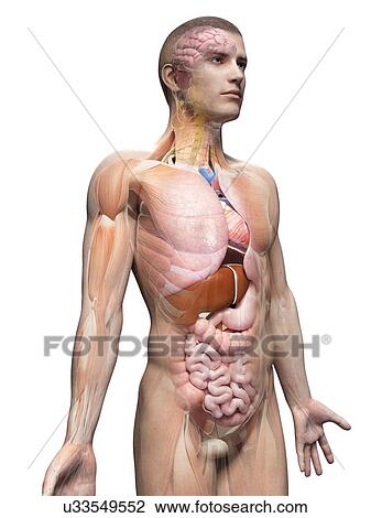 Human internal organs, illustration View Large Illustration Drawing - Human internal organs, illustration. Fotosearch