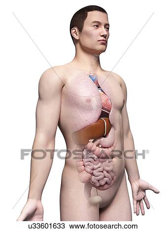 Drawing - Human internal organs, illustration. Fotosearch