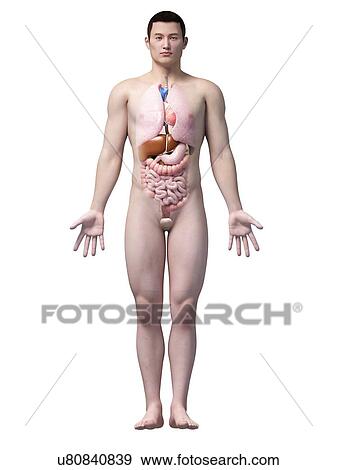 Stock Illustration - Human internal organs, illustration. Fotosearch