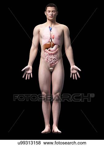 Human internal organs, illustration View Large Illustration Stock Illustration - Human internal organs, illustration. Fotosearch