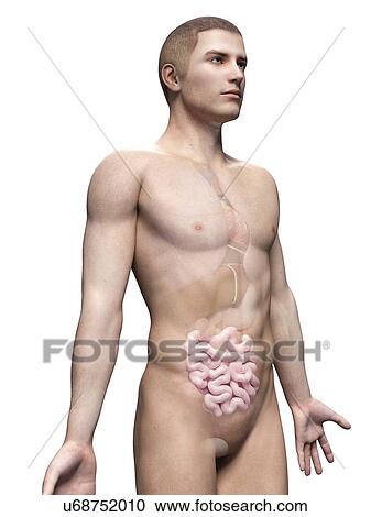 Human intestine, illustration View Large Illustration Clipart - Human intestine, illustration. Fotosearch