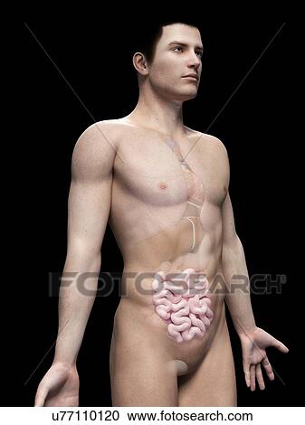 Clipart - Human intestine, illustration. Fotosearch