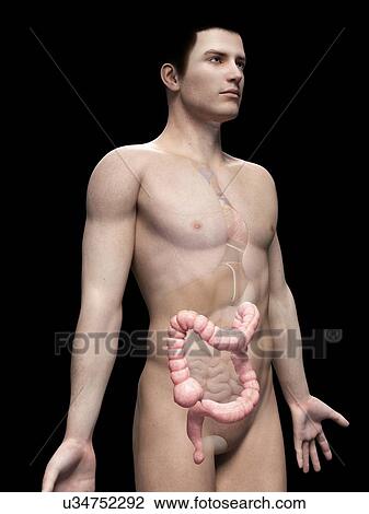Drawing - Human intestine, illustration. Fotosearch