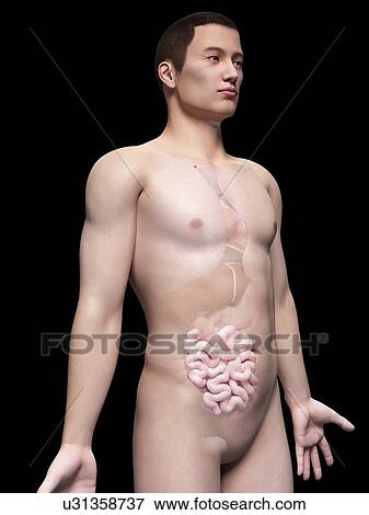 Stock Illustration - Human intestine, illustration. Fotosearch