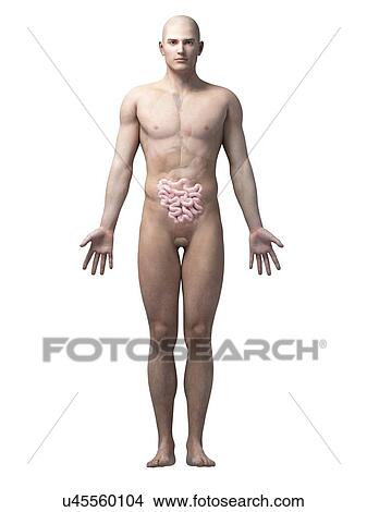 Stock Illustration - Human intestine, illustration. Fotosearch