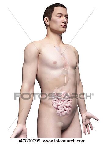 Human intestine, illustration View Large Illustration Stock Illustration - Human intestine, illustration. Fotosearch