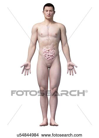 Human intestine, illustration View Large Illustration Stock Illustration - Human intestine, illustration. Fotosearch