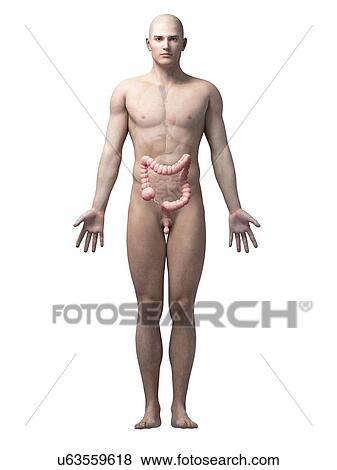 Stock Illustration - Human intestine, illustration. Fotosearch