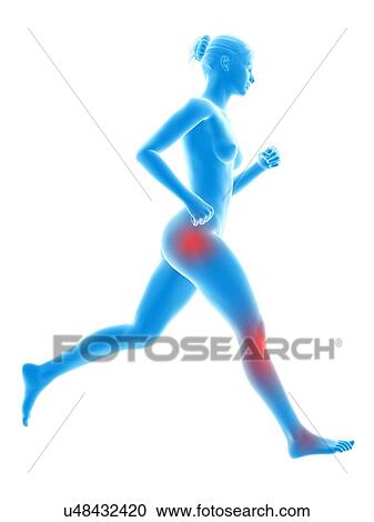 Clipart - Human joint of runner, illustration. Fotosearch
