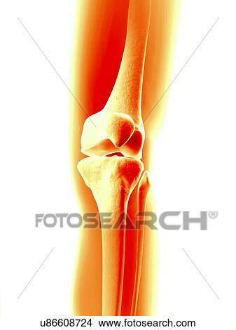 Stock Illustration - Human knee joint, illustration. Fotosearch
