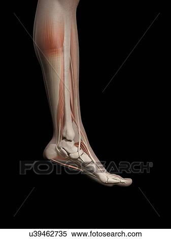 Human leg and foot anatomy, illustration View Large Illustration Stock Illustration - Human leg and foot anatomy, illustration. Fotosearch