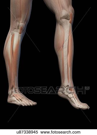 Human leg and foot anatomy, illustration View Large Illustration Stock Illustration - Human leg and foot anatomy, illustration. Fotosearch
