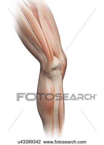 Drawing - Human leg muscles, illustration. Fotosearch
