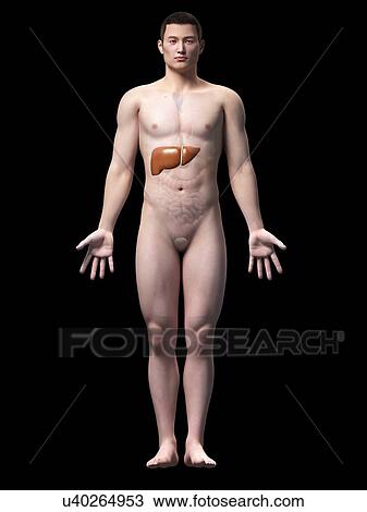 Human liver, illustration View Large Illustration Drawing - Human liver, illustration. Fotosearch